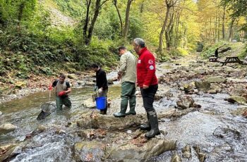 Büyükşehir'den dere ve tatlı sulara balık