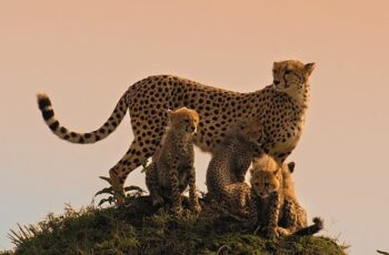 Memeli Canlıların İlham Verici Hikayeleri BBC Earth'te