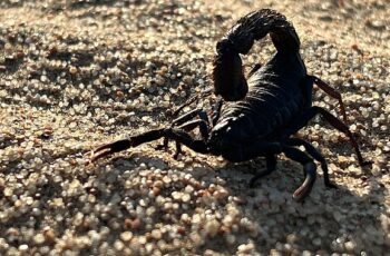 &apos;Afrika'nın Ölümcül Avcıları: Beklenmedik Katiller Özel' National Geographic WILD Ekranlarında!