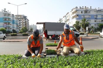 Antalya yazlık çiçeklerle rengarenk olacak