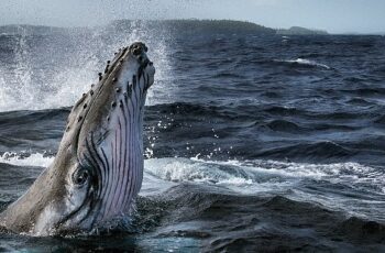 Dört Bölümlük &apos;Balinaların Gizemli Dünyası' 2 Haziran'da National Geographic WILD Ekranlarında Başlıyor!