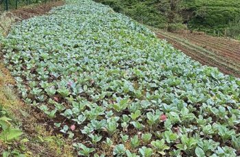 Karadeniz Ekonomisinin Görünmeyen Kahramanları