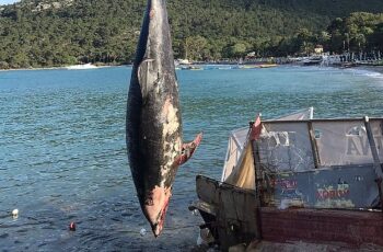 Kemer'de ölü yunus balığı sahile vurdu