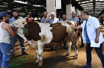 Osmangazi Kurban Bayramı'na hazır