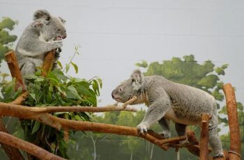 &apos;Tampa'nın Sırları: Sevgililer Özel' 15 Mayıs Çarşamba Günü 20.00'de National Geographic WILD Ekranlarında!