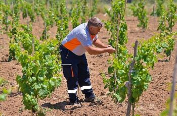 Bergama'nın geleneksel üzümleri yeniden canlanıyor