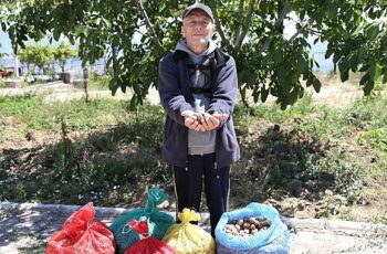 Çiftçinin cevizi çürümekten kurtuldu