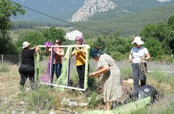 Kemer’de lavanta tanıtım etkinlikleri başlıyor