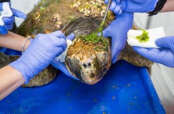 Körfez'deki yaralı Caretta caretta kurtarıldı