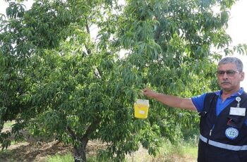 Narenciye İhracatına Büyükşehir Desteği