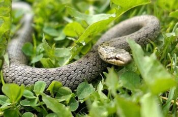 ‘Şehirdeki Yılanlar’ın 10. Sezonu 1 Temmuz’da National Geographic WILD Ekranlarında Başlıyor!