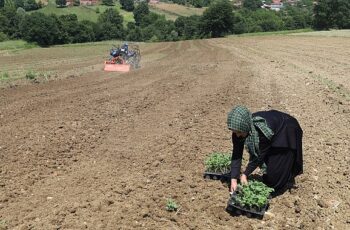 Üreticiler karpuz tohumlarını toprakla buluşturdu