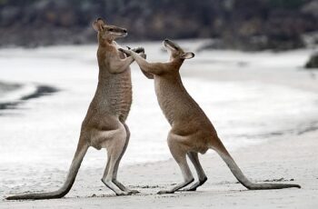 İzleyicileri Avustralya’nın Eşsiz Doğasında Yolculuğa Çıkaracak ‘Sıra Dışı Avustralya’ 2 ve 9 Ağustos Cuma 20.00’de National Geographic WILD Ekranlarında!