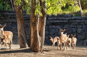 İzmir Doğal Yaşam Parkı’nın en yeni üyesi Kakadu papağanı ailesinin 15 yıl sonra ilk yavrusu dünyaya geldi