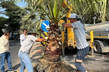 Salihli Belediyesi Site Caddesi’ni Palmiye Ağaçlarıyla Yeşillendiriyor