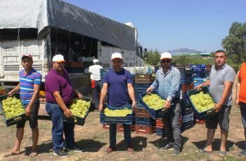 Superior Seedless çeşidi sofralık üzümün ihracat yolculuğu 11 Temmuz’da başladı