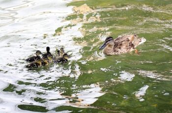 Ankara’nın simgelerinden Kuğulu Park’ta 8 yavru ördek daha suyla buluştu