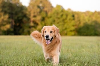 Boehringer Ingelheim’dan Köpeklerin Her Yaş Döneminde Sağlık ve Mutlulukları İçin Bilgilendirme:  “İnsanlar gibi köpeklerin de ihtiyaçları yaşlarına göre değişiyor”