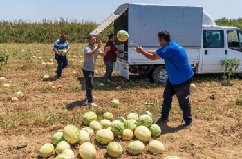 İzmirli çiftçi tarlada kalan karpuzunu hayvanlara bağışladı