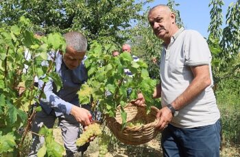 Lezzetiyle meşhur üzümlerin hasadına başlandı