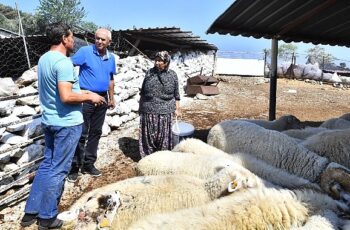 Merasız kalan hayvanlar yem desteğiyle yaşama tutundu  Büyükşehir yangından etkilenen köylerin yaralarını sarıyor