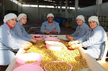 Sofralık zeytin ihracatı 200 milyon dolara koşuyor