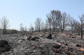 Urla küllerinden doğacak