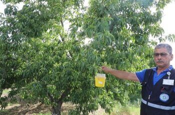 Büyükşehir’den Akdeniz Meyve Sineği’ne Tuzak