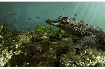 ‘Vahşi Florida: Sürüngenlerin Hükmettiği Yer’ 13 Ekim Pazar Günü 20.00’de National Geographic WILD Ekranlarına Geliyor!