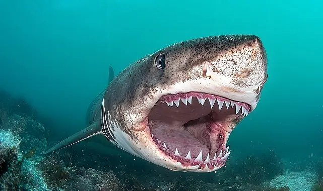 ‘Kusursuz Yırtıcı’, 20 Temmuz Pazar 20.00’de National Geographic WILD Ekranlarında!