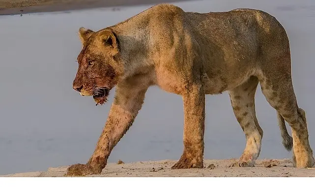 ‘Afrika’nın Nehir Devleri’ 9 Ağustos Cumartesi 20.00’de National Geographic WILD Ekranlarında İzleyicilerle Buluşuyor!