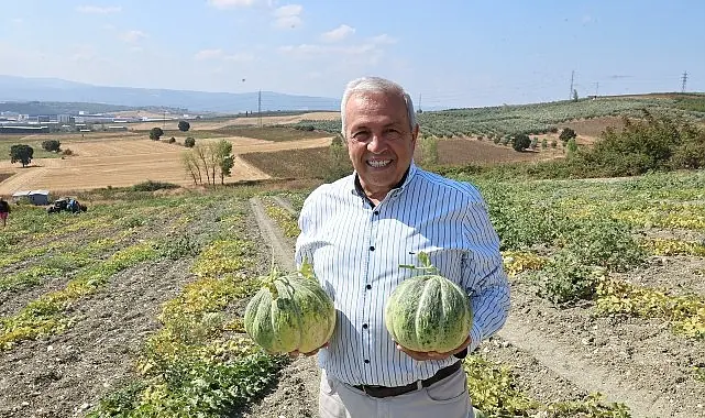 Nilüfer Konaklı’daki kavun üretimi iki kat arttı