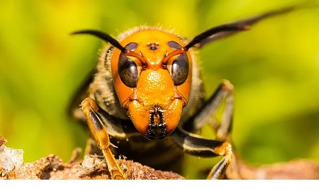 ‘Asya’nın Vahşi Eşek Arıları’, 6 Eylül Cumartesi 20.00’de National Geographic WILD Ekranlarında!