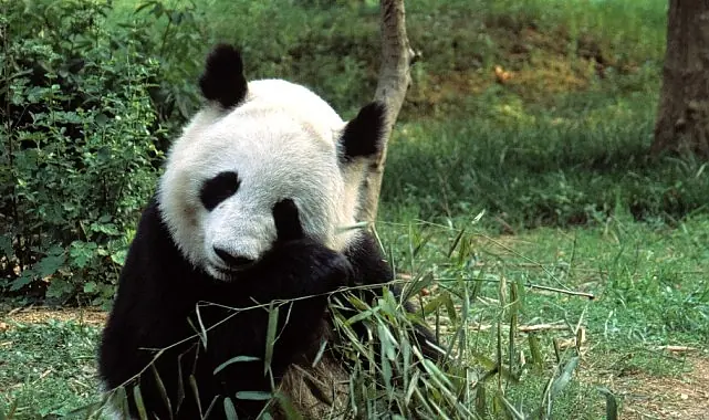 ‘Asya’nın Vahşi Sırları Özel’, 13 Eylül Cumartesi 20.00’de National Geographic WILD Ekranlarında İzleyicilerle Buluşuyor!
