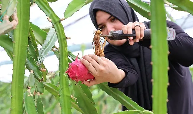 Büyükşehir’den üreticilere katma değeri yüksek alternatif ürün desteği