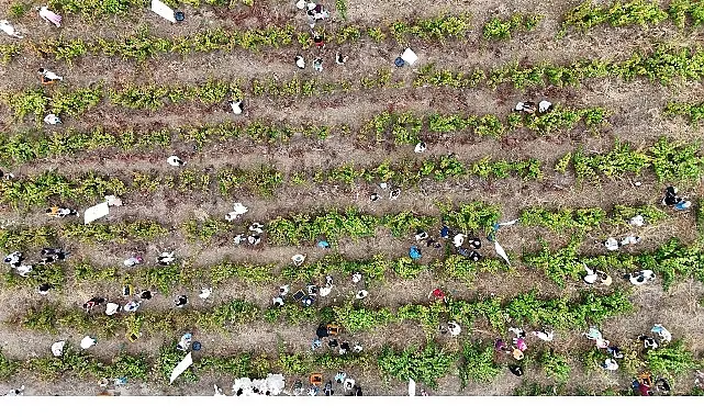 Coğrafi İşaretli Ada Karası Üzüm Hasadı Gerçekleşti