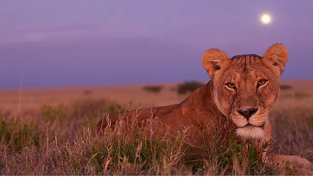 ‘Ölümcül Safari’, Serinin Devam Bölümleriyle 7 Eylül’den İtibaren Pazar Günleri 20.00’de National Geographic WILD Ekranlarında!