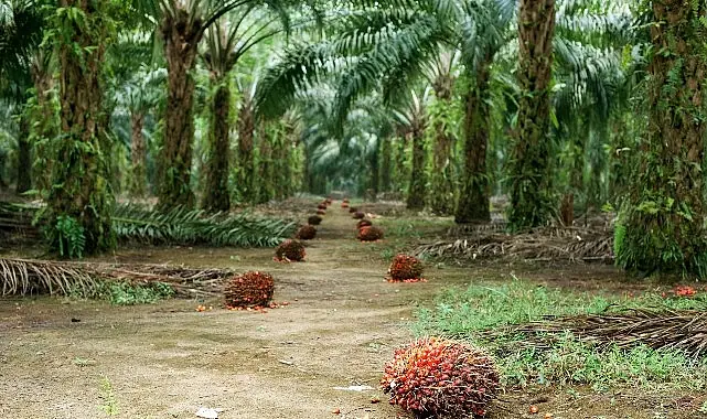 Sürdürülebilir Palm Yağı “Az Alanda Çok Üretim” Yaklaşımıyla Çevreci Bir Çözüm Sunuyor