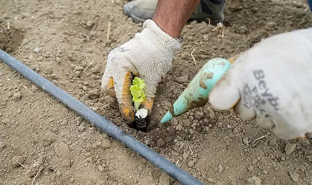 Yaşam Bahçesi’nde kışlık fideler toprakla buluştu