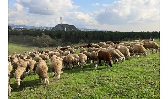 Damızlık koç desteği kuzulama oranlarında artış sağladı