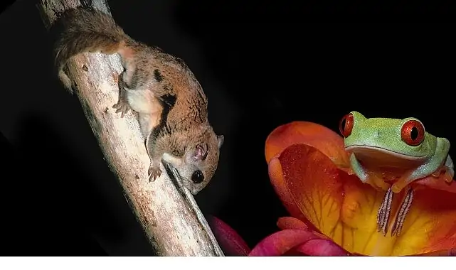 3 Bölümden Oluşan ‘Doğanın En Tuhafları’, 18 Ocak Pazar 20.00’de İlk İki Bölümüyle National Geographic WILD Ekranlarında!