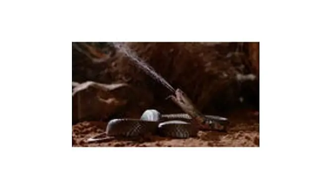 ‘Zehir Dosyaları: Yılan Isırığının Anatomisi’, 29 Mart Pazar 20.00’de National Geographic WILD Ekranlarında!