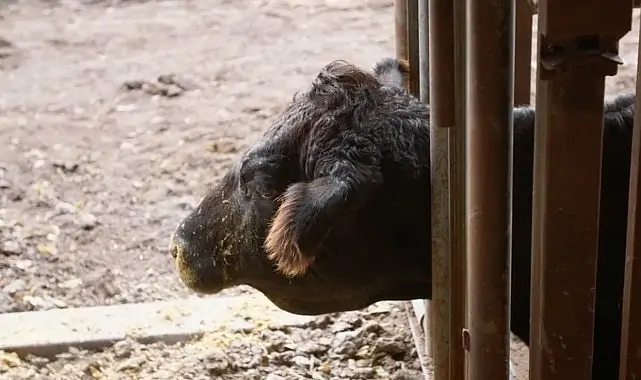 ‘Heartland Veterinerleri: Bir Aile Hikayesi’,   23 Mart Pazartesi 21.00’de   National Geographic WILD Ekranlarında İzleyicilerle Buluşuyor!