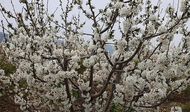 Kiraz hasreti bu sene bitiyor