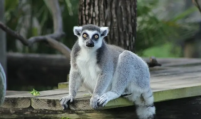 İki Bölümden Oluşan ‘Tampa’nın Sırları Özel’,   4 Mayıs Pazartesi Saat 20.00’de  National Geographic WILD Ekranlarında İzleyicilerle Buluşuyor!