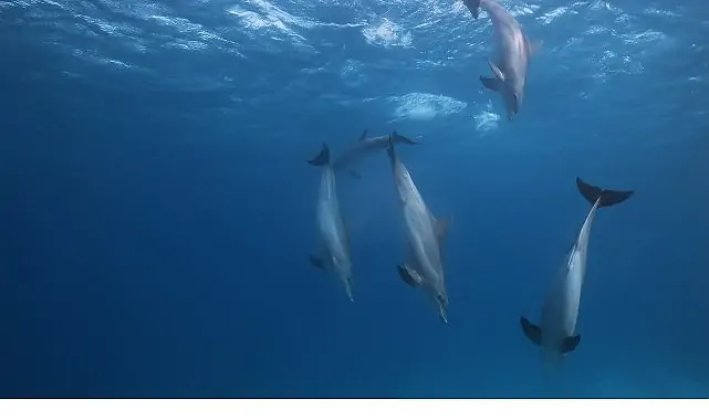 ‘Kızıldeniz: Yaşamın Büyülü Bahçesi’,   14 Haziran Pazar Saat 20.00’de  National Geographic WILD Ekranlarında İzleyicilerle Buluşuyor!