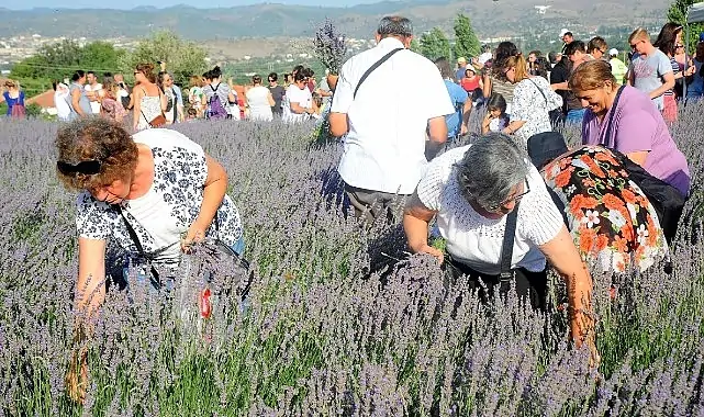 Lavanta Hasat Şenliği için geri sayım başladı